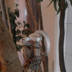 Adjustable Snake Ring